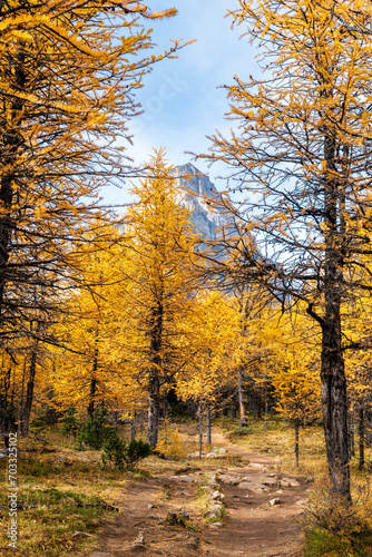 Larch Valley hiking trail. Banff National Park, Canadian Rockies, Alberta, Canada. Golden yellow larch forest in Fall season. Mountain peaks in the background.