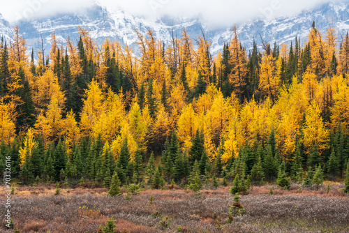 Golden yellow larch forest in Fall season. Larch Valley, Banff National Park, Canadian Rockies, Alberta, Canada. Valley of the Ten Peaks in the background.