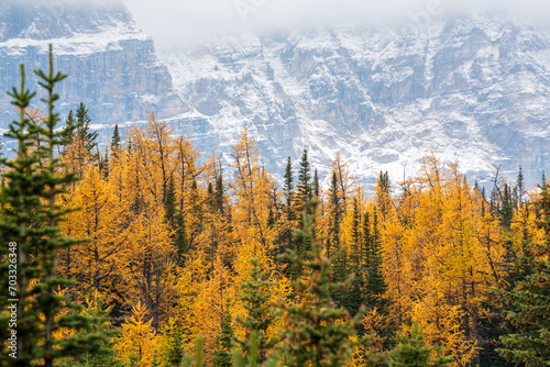 Golden yellow larch forest in Fall season. Larch Valley, Banff National Park, Canadian Rockies, Alberta, Canada. Valley of the Ten Peaks in the background. © Shawn.ccf