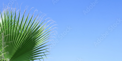 Palm trees in Turkey. Background from tropical trees. Palm tree against blue sky. Tropical plant. Exotic travel. Green branches of a Palm tree. Tropical leaves texture close up background