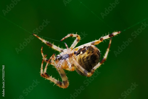 spider on a web © Jakub
