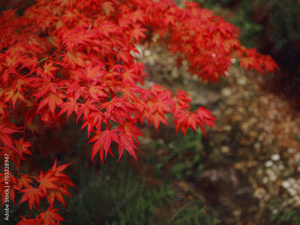 Beautiful autumn leaves that turned red in autumn in Japan. Japanese Maple tree called Acer Palmatum Fireglow in bright sunshine. Beautiful autumn leaves that turned red in autumn in Japan. Japanese Maple tree called Acer Palmatum Fireglow in bright sunshine.