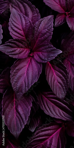 Purple basil leaves background  top view  vintage tone. Selective focus.