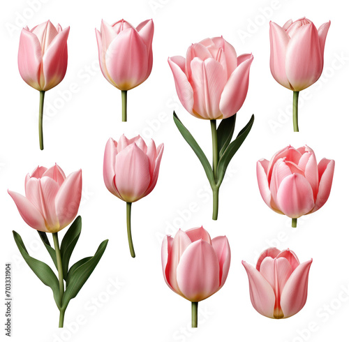 Set of Pink Tulips flower plant with leaves  05 cutout on transparent background. Valentine s day-wedding. advertisement. product presentation. banner  poster  card  t shirt  sticker.