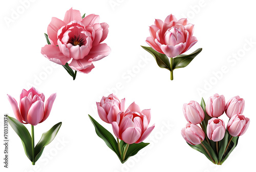 Set of Pink Tulips flower plant with leaves #03 cutout on transparent background. Valentine's day-wedding. advertisement. product presentation. banner, poster, card, t shirt, sticker.