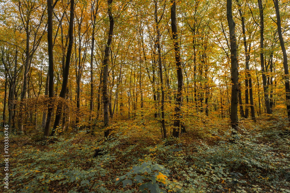 Scenic Autumn Foliage Woodland Landscape