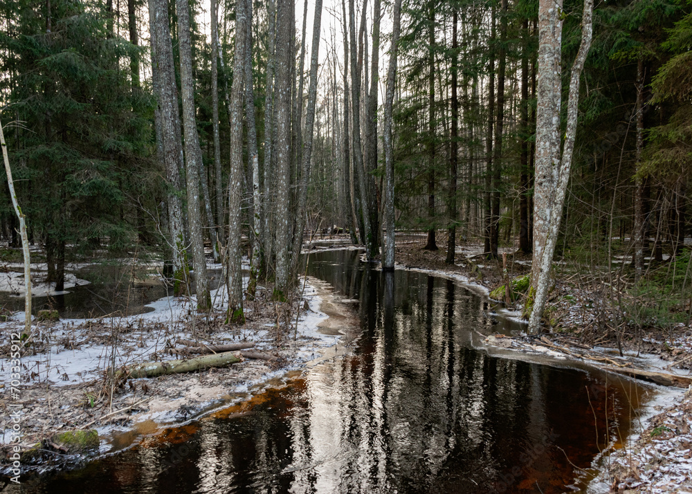 flooded forest, forest flooded with water, a thin layer of ice covers the surface of the water