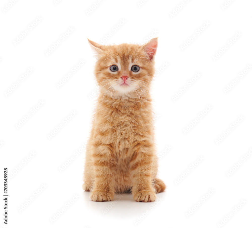 Obraz premium One little red kitten sitting.