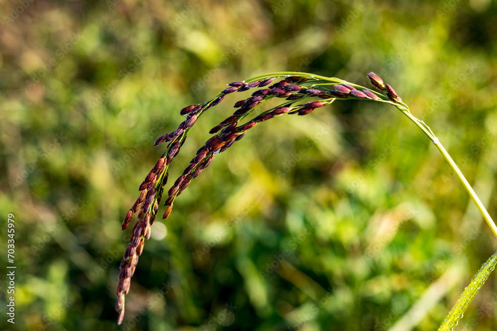 Black Diamond: Jewel of the Paddy Field Black Diamond: Jewel of the Paddy Field