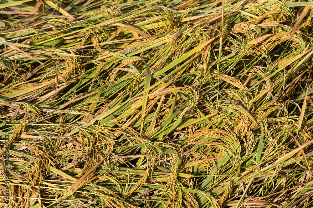 Golden rice plants of a Pedy field where rice plants are scattered Golden rice plants of a Pedy field where rice plants are scattered