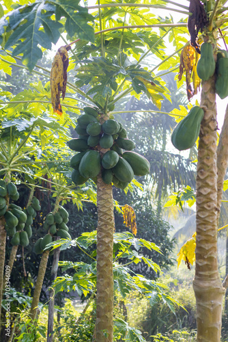 Green Papaya Jewels on Tropical Vines