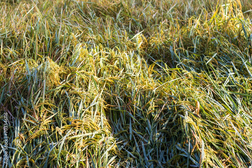 Black rice plants of a Pedy field where rice plants are scattered