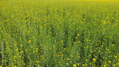 Mustard plants farm ( sarso khet) having yellow growing flower bloom, oilseeds photo