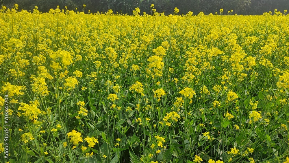Obraz premium field of yellow dandelions