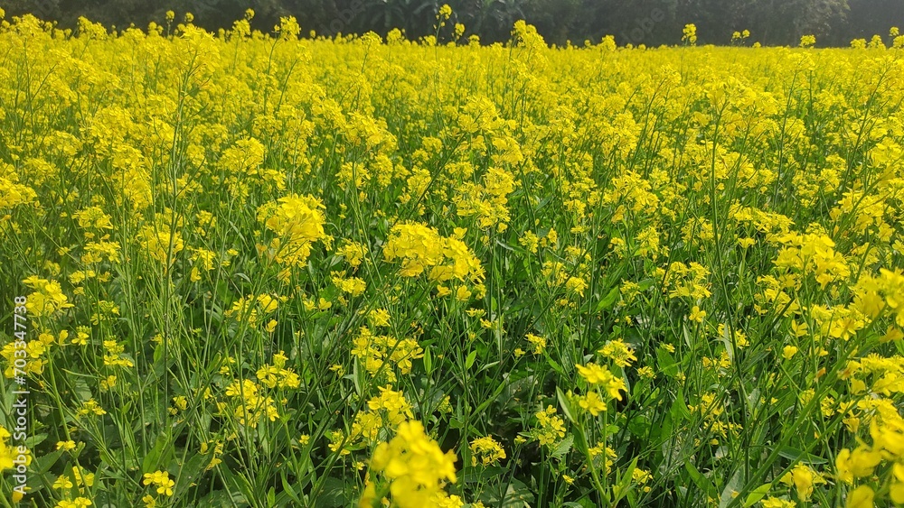 Obraz premium field of yellow flowers. A field of yellow curative flowers as a background
