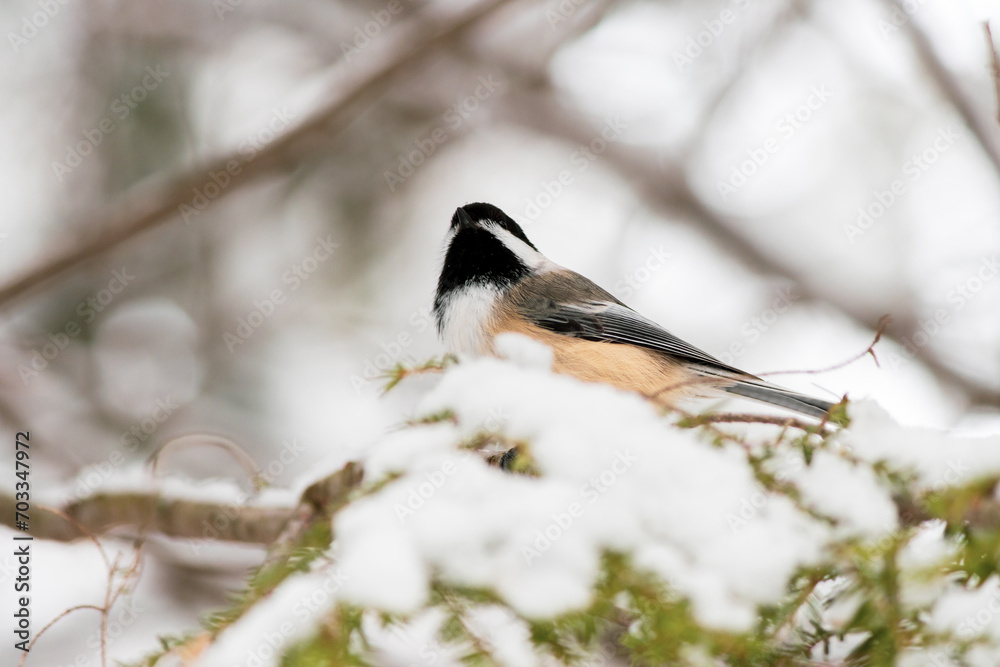 Chickadee on a Snow-covered Branch Chickadee on a Snow-covered Branch