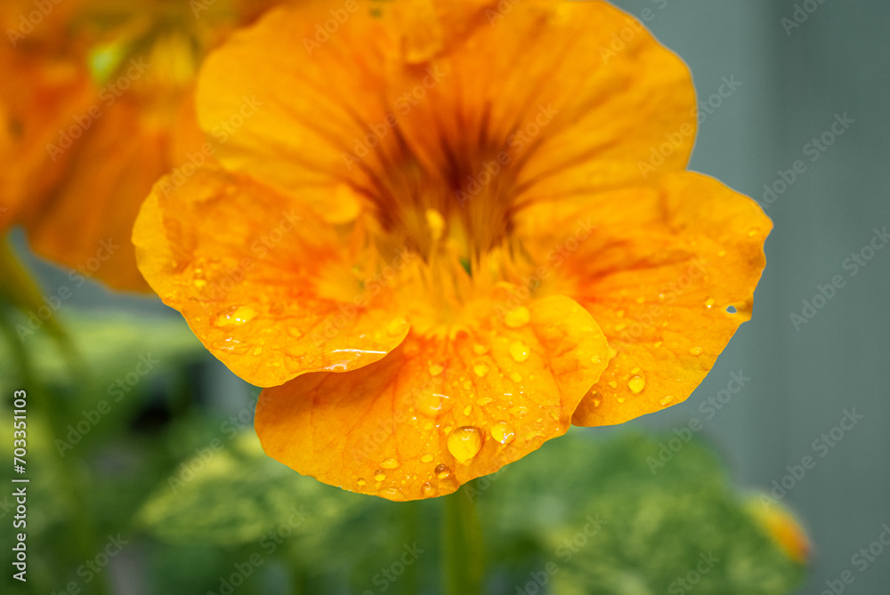 Orange Nasturtium flower caught raindrops on overcast day in summer closeup Orange Nasturtium flower caught raindrops on overcast day in summer closeup