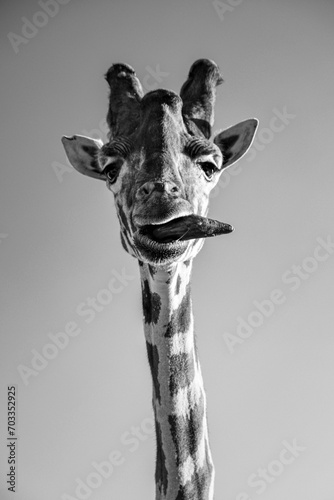 Giraffa's tongue 1