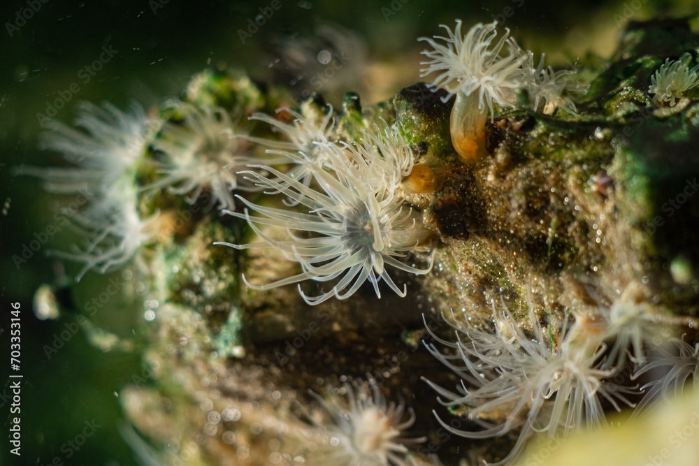 Diadumene lineata sea anemone, invasive alien sea predator macro, polyp move tentacle to catch plankton in water flow, Black Sea littoral zone, saltwater marine biotope nano aquarium, blue LED light Diadumene lineata sea anemone, invasive alien sea predator macro, polyp move tentacle to catch plankton in water flow, Black Sea littoral zone, saltwater marine biotope nano aquarium, blue LED light