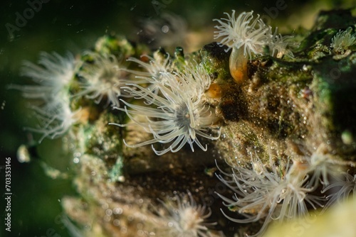 Diadumene lineata sea anemone, invasive alien sea predator macro, polyp move tentacle to catch plankton in water flow, Black Sea littoral zone, saltwater marine biotope nano aquarium, blue LED light © Valeronio