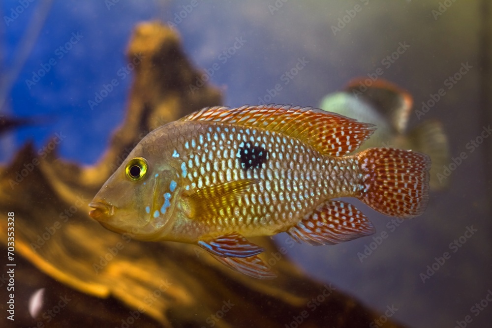 pearl cichlid swim in blackwater aquascape, popular South American healthy cichlid, easy to keep ornamental adult for beginner aquarist, LED low light driftwood design, shallow dof, blurred background pearl cichlid swim in blackwater aquascape, popular South American healthy cichlid, easy to keep ornamental adult for beginner aquarist, LED low light driftwood design, shallow dof, blurred background