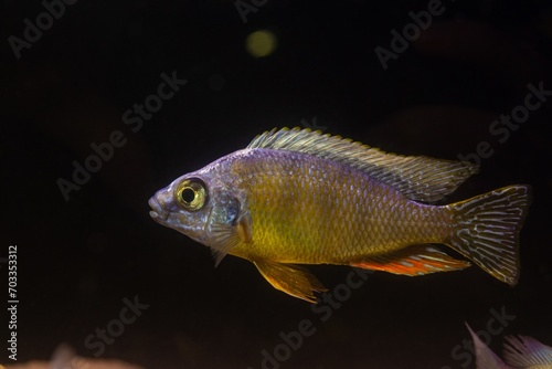 Protomelas fenestratus juvenile, colourful healthy Malawi mbuna, substrate blower cichlid swim, popular ornamental species for beginner aquarist, LED low light pseudo sea petshop, blurred background photo