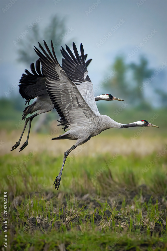 Fototapeta premium Wings of Elegance: The Common Crane