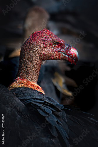 Nature's Gory Spectacle: The White-Rumped  Vulture




