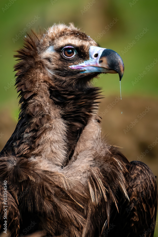 Savage Majesty: The Cinereous Vulture's Command