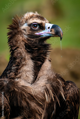 Savage Majesty: The Cinereous Vulture's Command photo