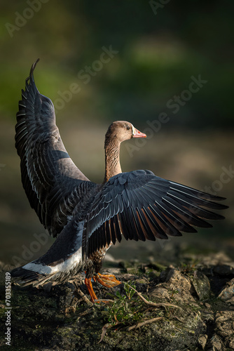 Grace With Wings : The Greater White-Fronted Goose