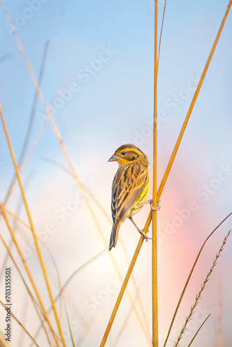 Golden Melody: The Yellow-Breasted Bunting