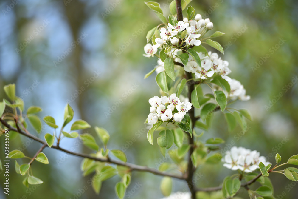 pear flowers. blooming tree in the garden. white delicate flowers and green and young leaves. Malinae, Springtide. Branches of flowering pears on a green background. close-up. pear in the forest pear flowers. blooming tree in the garden. white delicate flowers and green and young leaves. Malinae, Springtide. Branches of flowering pears on a green background. close-up. pear in the forest