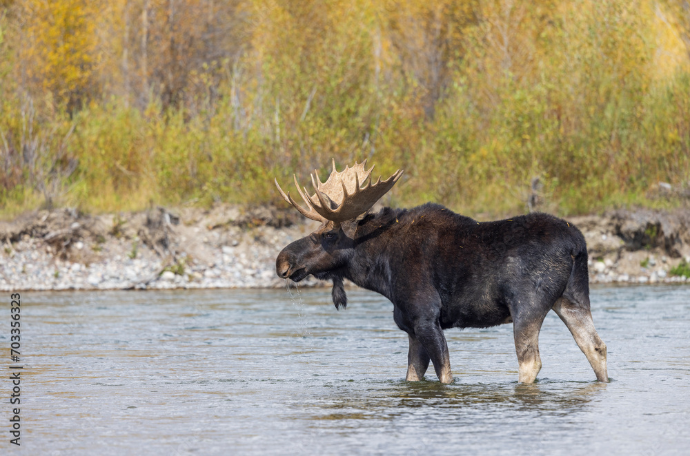 Bull Moose Crossing the Snake River in Grand Teton National Park Wyoming in Autumn Bull Moose Crossing the Snake River in Grand Teton National Park Wyoming in Autumn