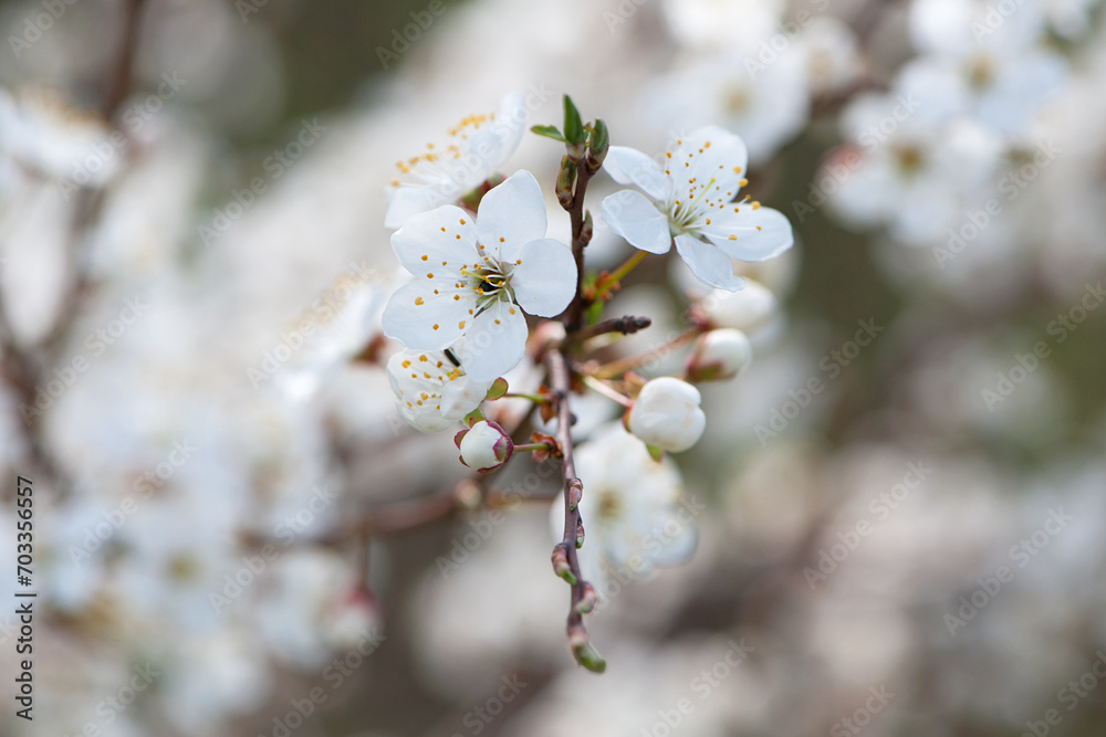 Twig of flowering blackthorn, Prunus spinosa, in spring. white flowers, natural floral background. delicate spring flowers, close-up. spring natural background, flowering tree