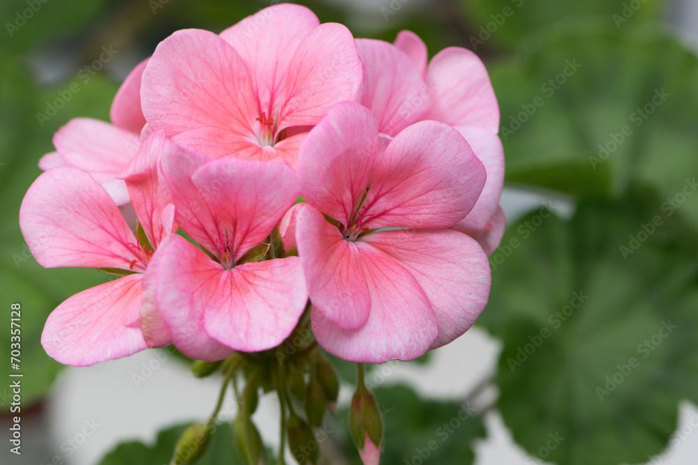 Geranium. small pale pink flowers. Floral background. Pink flowers of homegrown violets in a pot on a green background. bokeh, beautiful flower, close-up. beauty in nature, gardening, macro photo. Geranium. small pale pink flowers. Floral background. Pink flowers of homegrown violets in a pot on a green background. bokeh, beautiful flower, close-up. beauty in nature, gardening, macro photo.