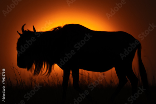Blue wildebeest stands in silhouette on horizon