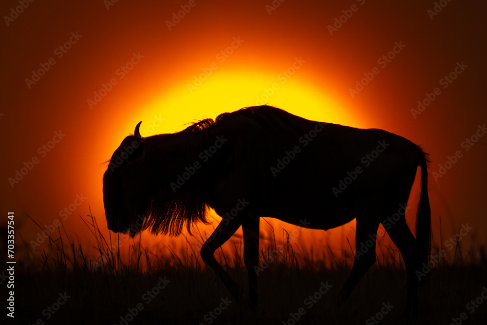 Blue wildebeest walking in silhouette on horizon
