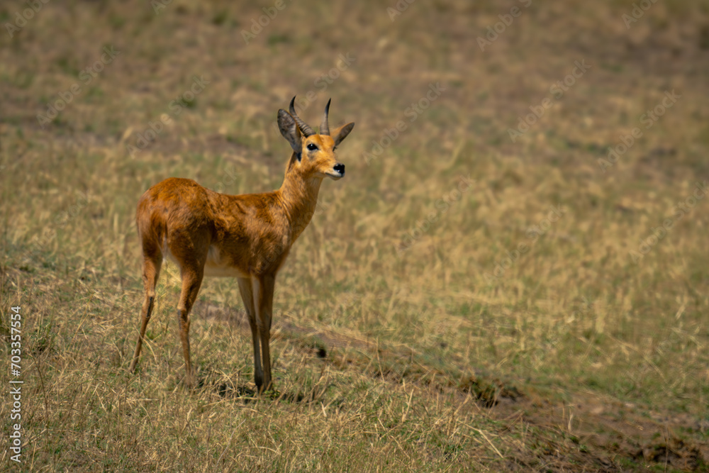 Bohor reedbuck stands on slope in sunshine Bohor reedbuck stands on slope in sunshine