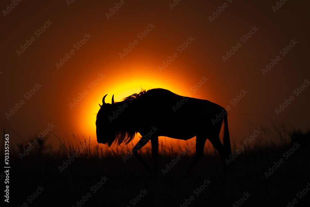 Blue wildebeest walks in silhouette on horizon Blue wildebeest walks in silhouette on horizon