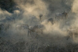 Blue wildebeest walk together in dust cloud