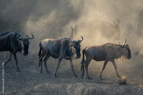 Blue wildebeest walk along riverbank in dust