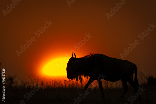 Blue wildebeest walks across horizon in silhouette