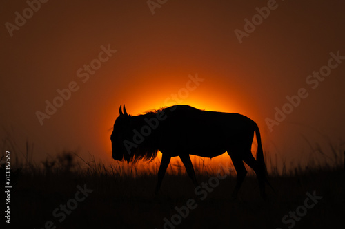 Blue wildebeest walks on horizon in silhouette