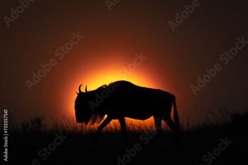 Blue wildebeest walks on horizon at sundown