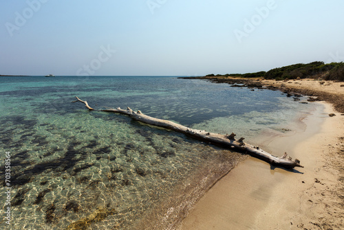 Tronco d' Albero adagiato nell' acqua nella spiaggia Palude del Conte vicino a Punta Prosciutto Torre Colimena Taranto photo