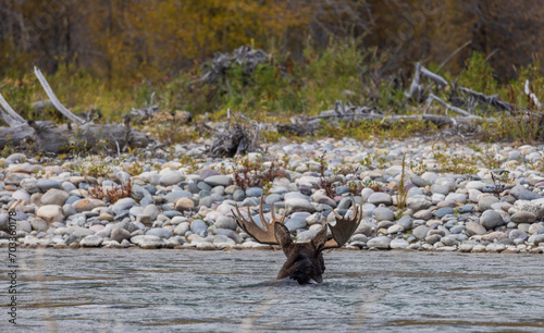 Bull Moose Crossing the Snake River in Grand Teton National Park Wyoming in Autumn