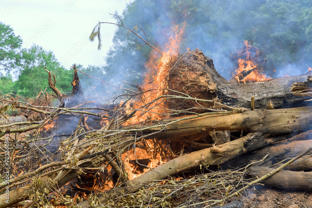Burning uprooted trees during preparation for construction house resulted in loss of forest