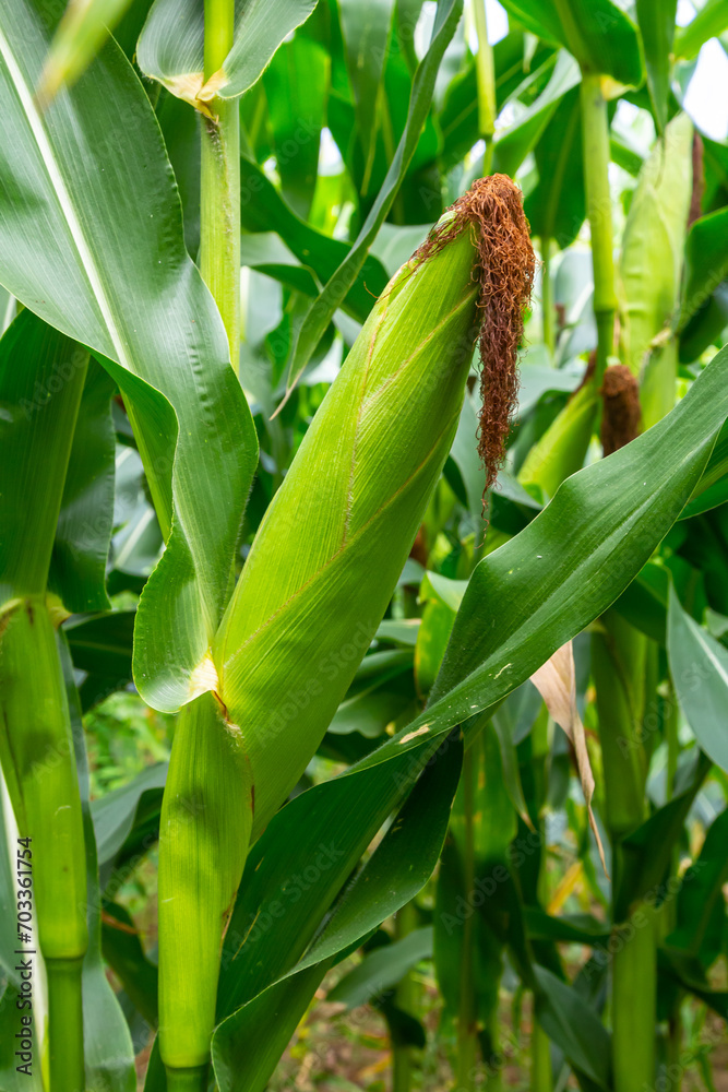 corn cob on a field in summer corn cob on a field in summer