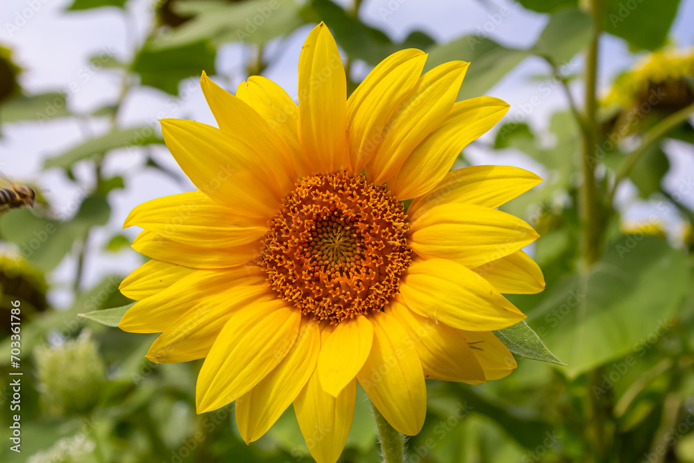 Sunflower with blue sky background
